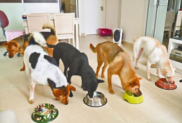 狗狗要怎么喂食?请注意,狗狗喂不好,可是会生病的