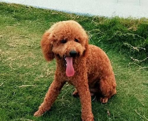 泰迪犬的体重该如何控制（以宠物的健康为出发点）