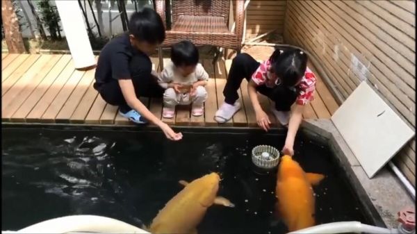 观赏鱼品种推荐:锦鲤