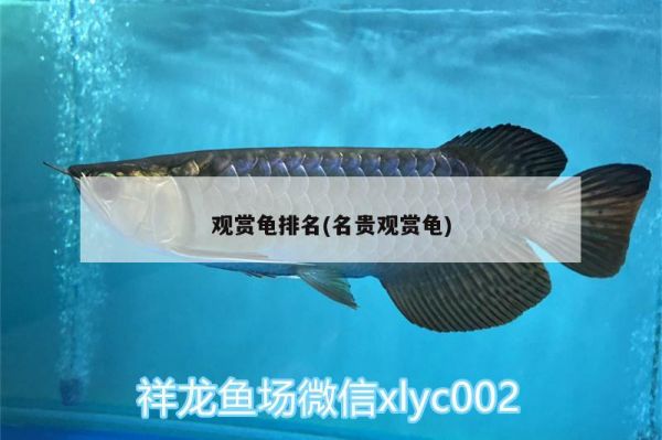 观赏龟排名(名贵观赏龟) 乌龟