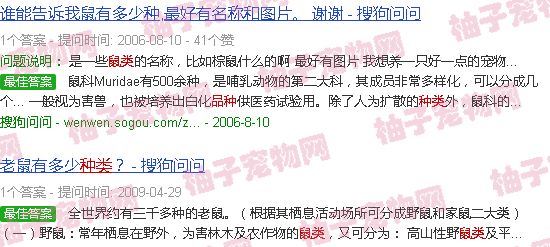 鼠类品种大全及图片