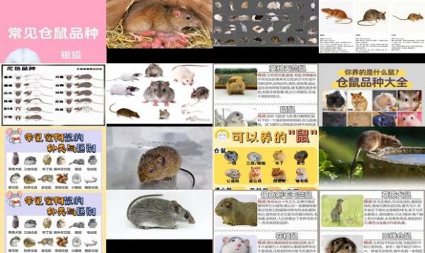 鼠类品种大全及图片