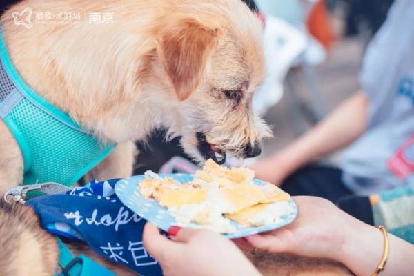 北京萌宠乐园繁育基地，探索宠物产业的萌经济
