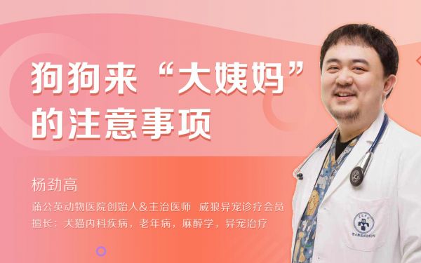 狗狗来大姨妈多久来一次一次几天 狗狗来大姨妈了需要注意