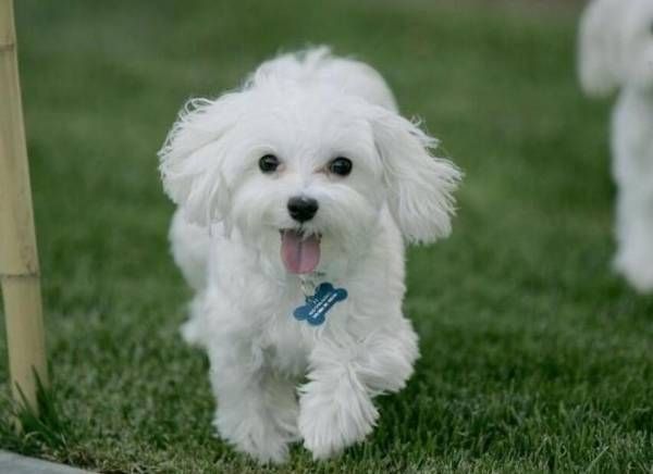适合家养的小型犬有哪些