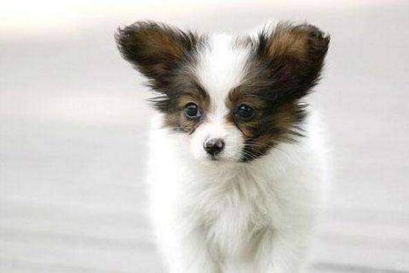 适合家养的小型犬有哪些