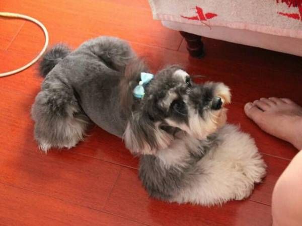 适合家养的小型犬有哪些