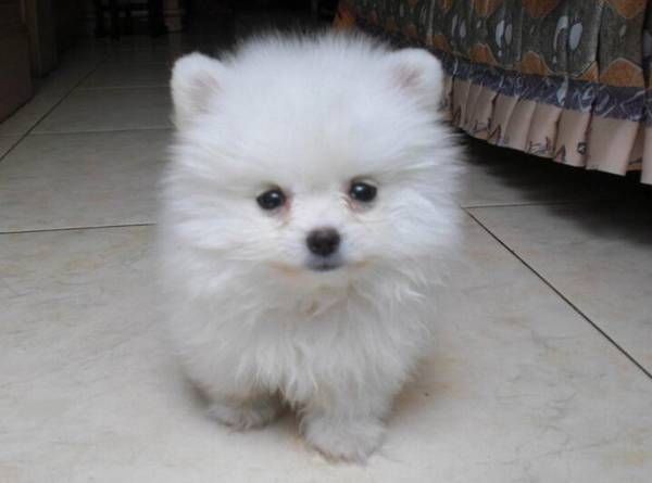 适合家养的小型犬有哪些