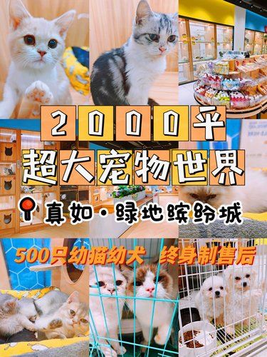 上海｜超过500只猫猫狗狗等你带回家