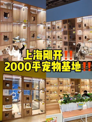 逛不完！上海2000 平一站式宠物基地！