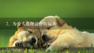 为爱犬选择适合的玩具
