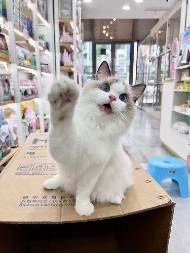 洗干净的猫猫超级香