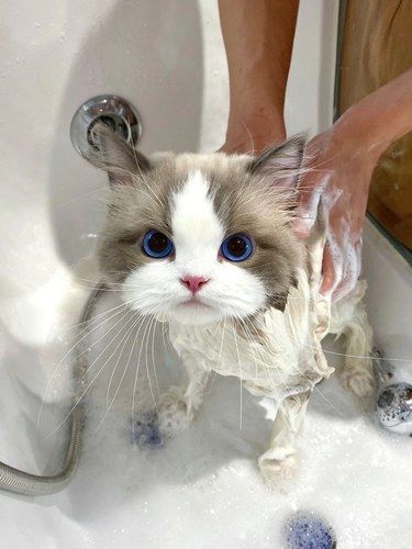 挑战全网洗澡最乖的小猫 快夸他！