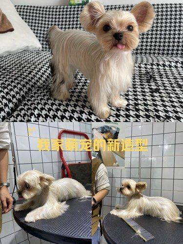 洗澡快乐狗狗