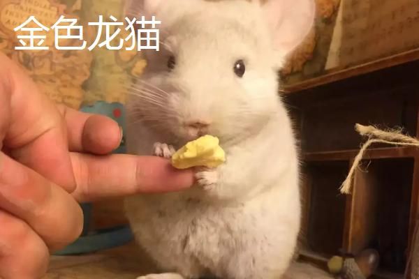 龙猫的种类，常见以下5种