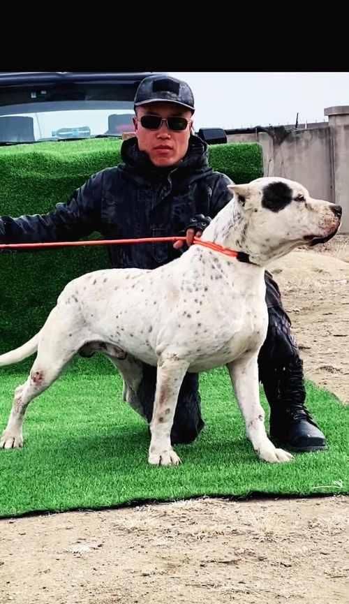 探究杜高犬不同颜色品种（从宠物狗爱好者角度看杜高犬的五种主要颜色）