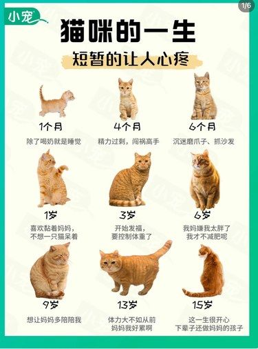 猫咪的一生