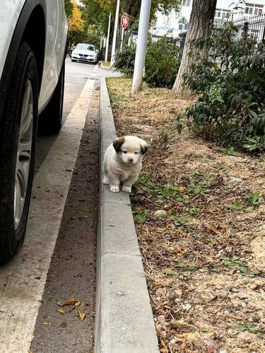 捡狗了家人们 