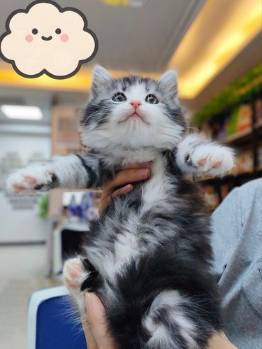 在深圳最推荐的猫舍！！！