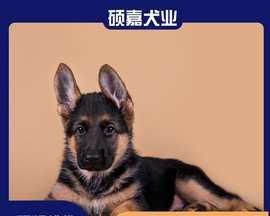 如何判断狗骨架大小（以宠物为主）
