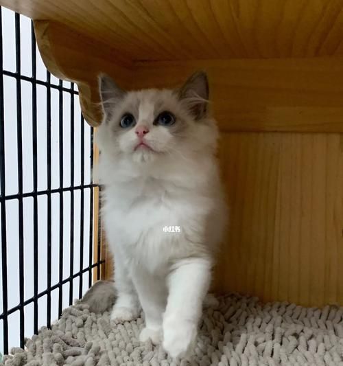 蓝双布偶猫四个月成长全纪录（探寻它的性格、喜好和养护技巧）