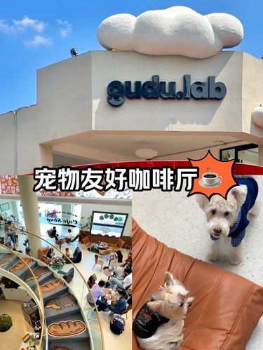 600平狗狗咖啡厅满屋小可爱去撸狗啦‼️