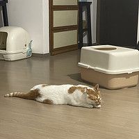 又大又深又划算！不要错过这款猫砂盆！