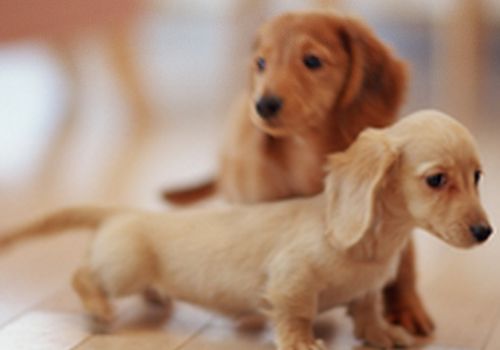 腊肠犬容易生哪些病