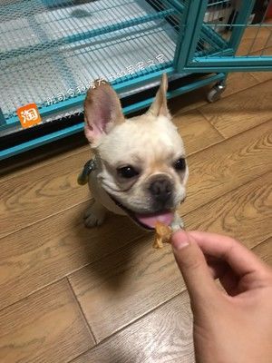 宠物 狗狗 鸡肉干的做法步骤 第3步