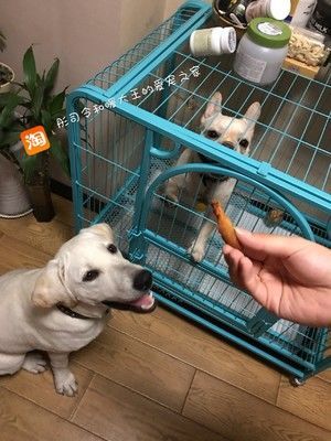 宠物 狗狗 鸡肉干的做法步骤 第5步
