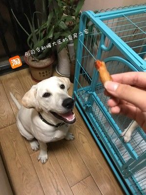 宠物 狗狗 鸡肉干的做法步骤 第6步