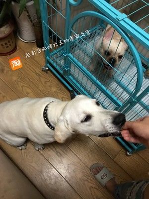 宠物 狗狗 鸡肉干的做法步骤 第7步