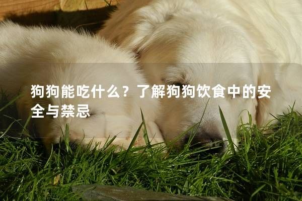 狗狗能吃什么？了解狗狗饮食中的安全与禁忌