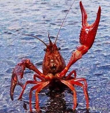 鱼友们养过小龙虾吗?它不单是桌上美食,还是非常棒水族宠物!