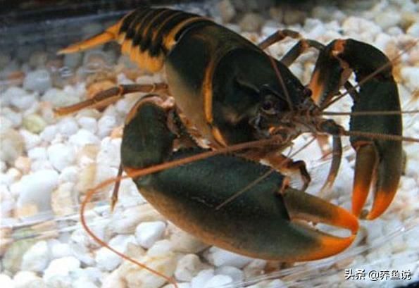 鱼友们养过小龙虾吗?它不单是桌上美食,还是非常棒水族宠物!