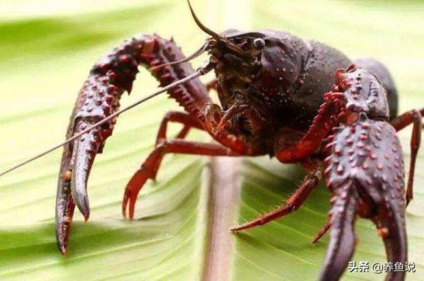 鱼友们养过小龙虾吗?它不单是桌上美食,还是非常棒水族宠物!