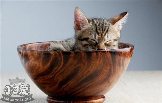 猫砂盆放哪里好 放猫砂盆要注意什么
