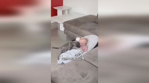 狗子陪小主人睡觉