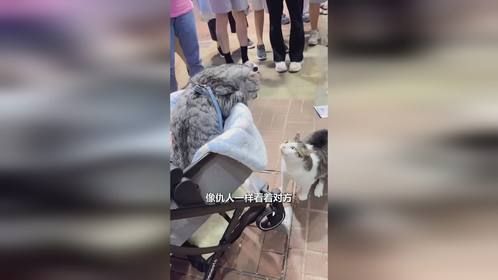 流浪猫跑来挑衅宠物猫