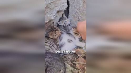 男人墙角捡到4只流浪小猫咪