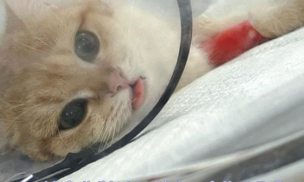 以宠物猫咪输液方式，肌肉注射是更安全的选择（肌肉注射更可靠的猫咪输液方式）