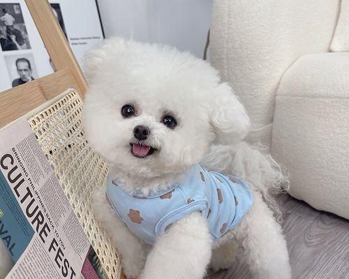 小狗狗洗澡的正确方法（如何保证宠物洗澡的健康与安全）