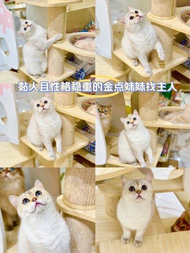 黏人且性格稳重的金点妹妹找主人啦