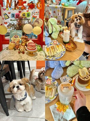 东莞的！和小狗小猫一起过生日