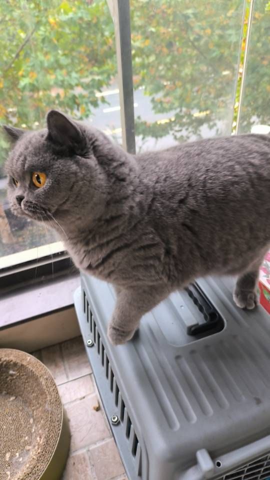 11月20日杭州市上城区九堡街道领养英短蓝猫,英国蓝色短毛猫【领养启示/启事】