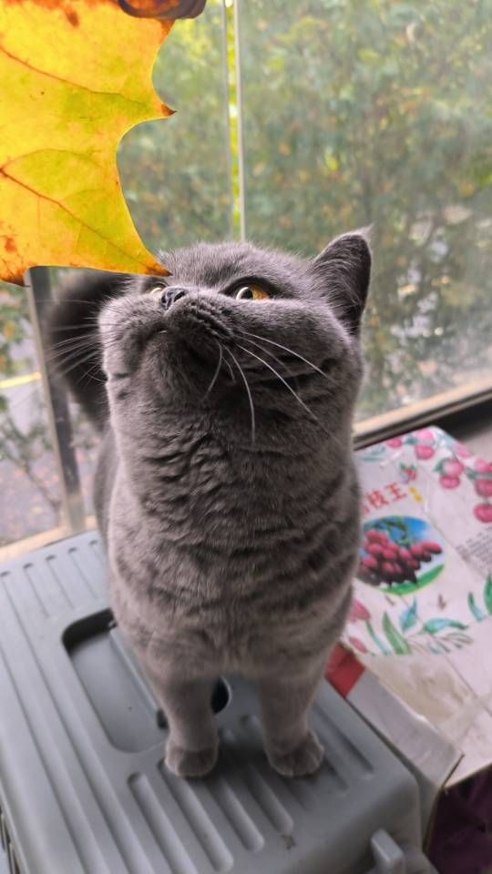 11月20日杭州市上城区九堡街道领养英短蓝猫,英国蓝色短毛猫【领养启示/启事】