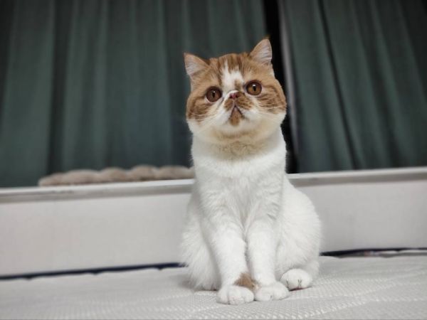 11月20日杭州市拱墅区领养加菲猫【领养启示/启事】