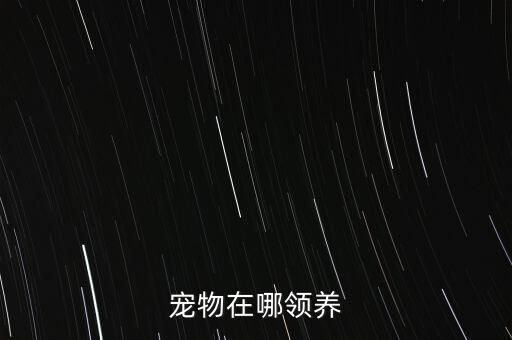 宠物在哪领养
