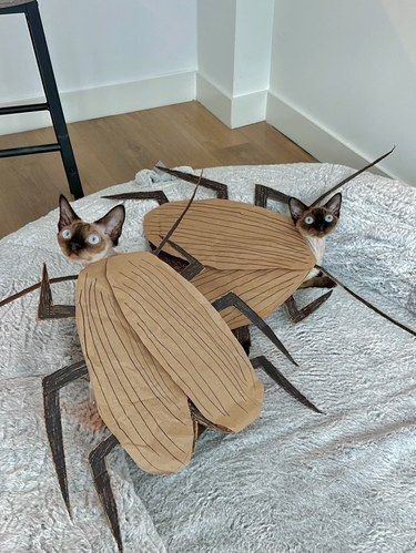 太邪恶了！感觉可爱的小猫咪都爱不起来了