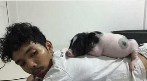 男子养了一只宠物猪,每天照顾的无微不至,一年后却成了噩梦!